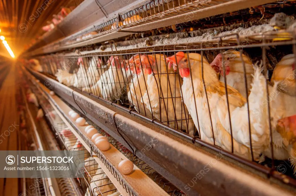 Chickens in cages at a conventional production commercial, egg farm, Maryland USA
