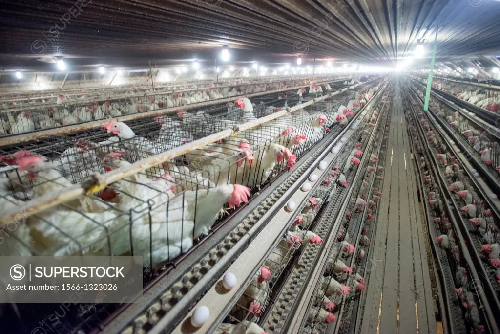 Chickens in cages at a conventional production commercial, egg farm, Maryland USA