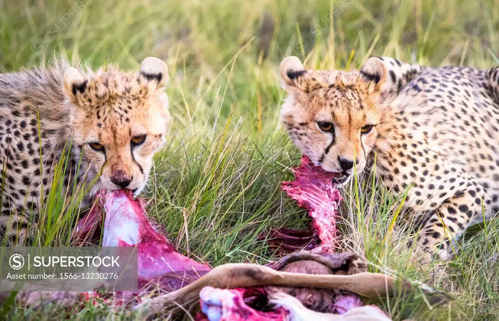 Two young cheetahs eat a thomsons gazelle.