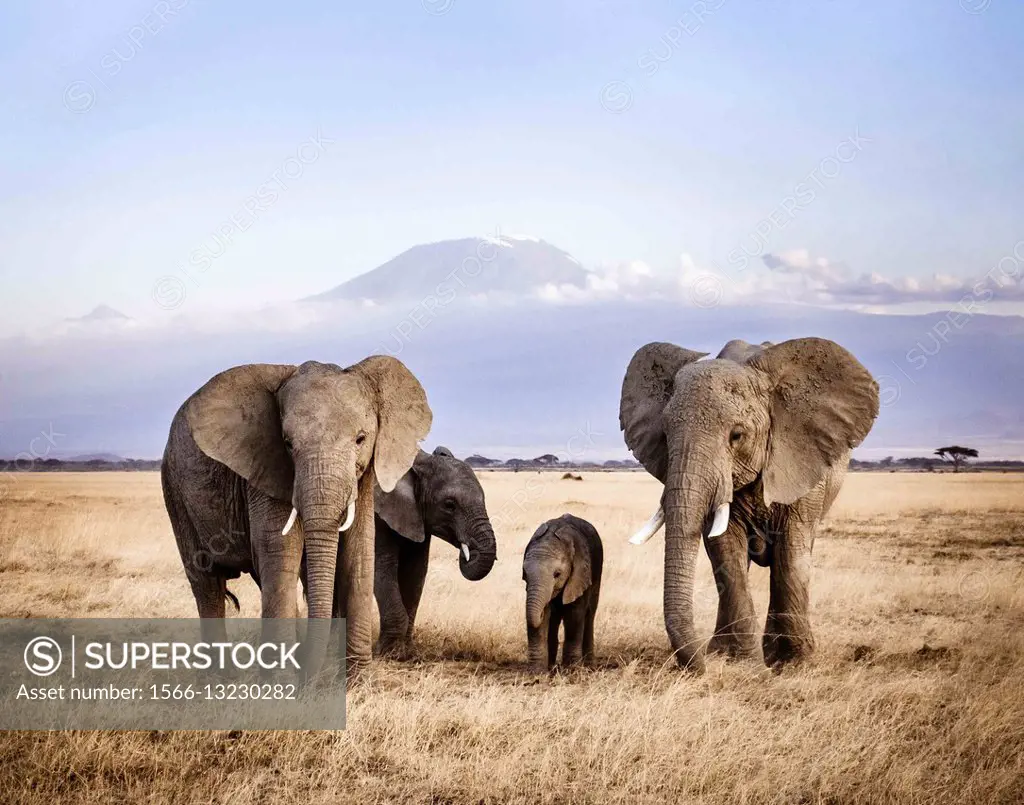 Elephant family under Mount Kilimanjaro.