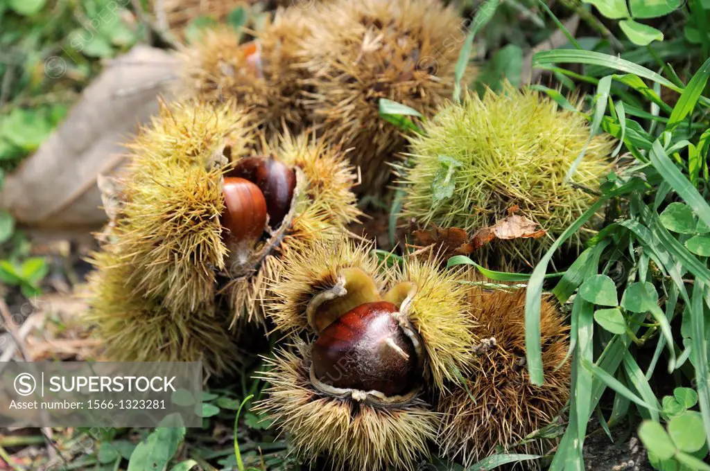Castanea sativa is a species of deciduous tree with an edible seed. It is commonly called sweet chestnut and marron. Originally native to southeastern...