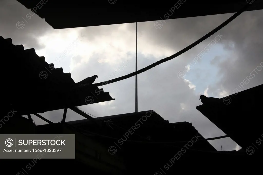 birds on roof on old market building in rome italy