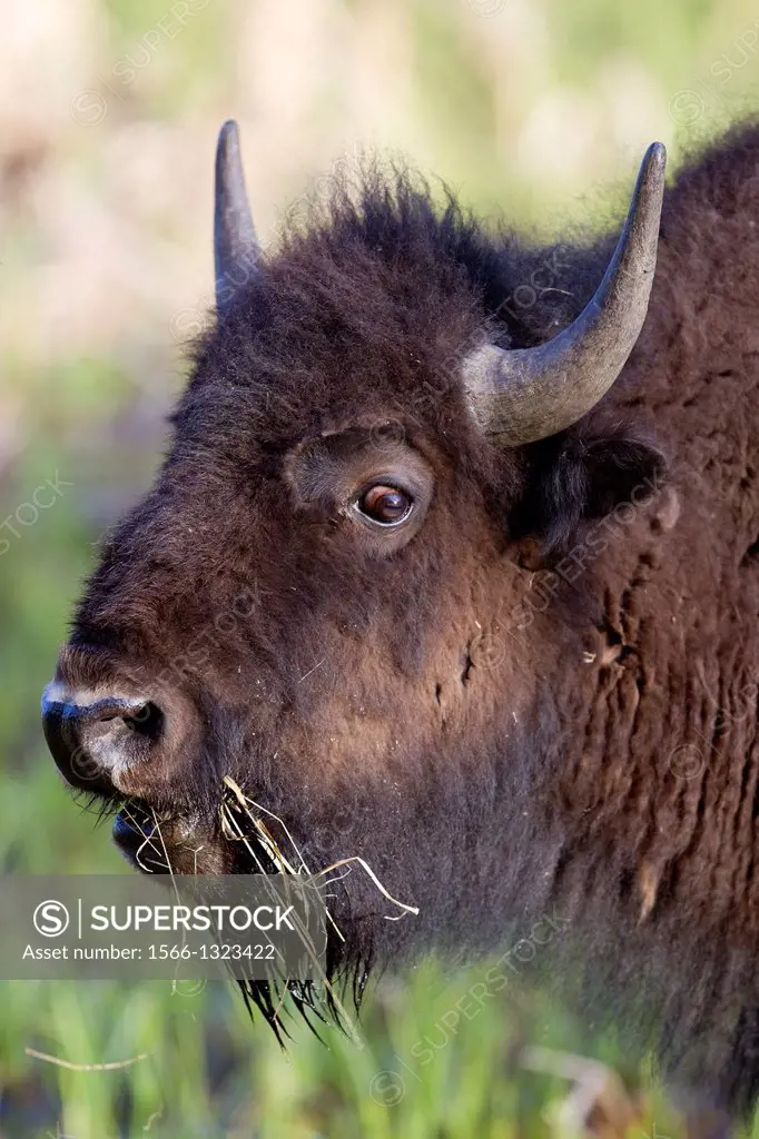 Buffalo (Bison bison), Yellowstone National Park, Idaho, Montana and Wyoming, USA.
