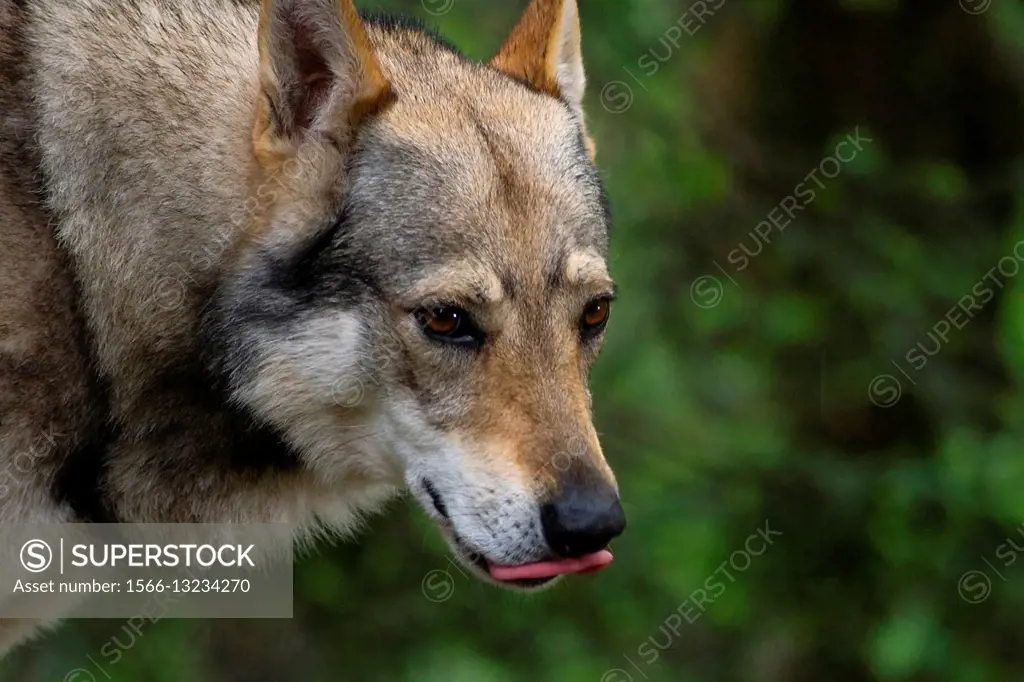 A dog portrait, Czechoslovakian Wolfdog.