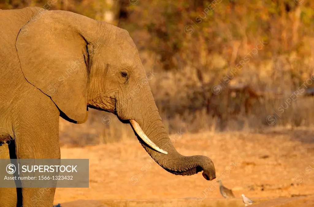 African Elephant (Loxodonta africana), in the waterhole, Kruger National Park, South Africa.