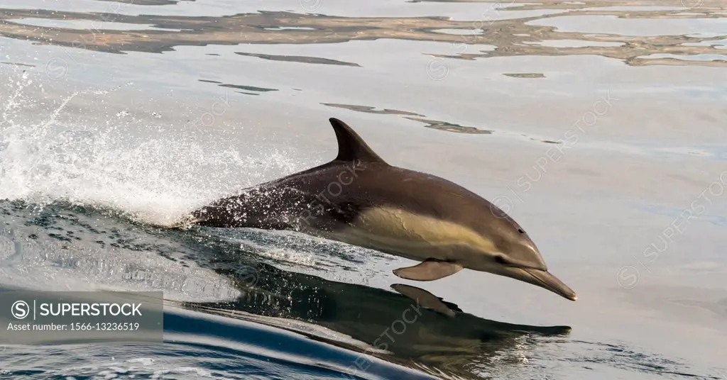 Common Dolphin porpoising out of the water.