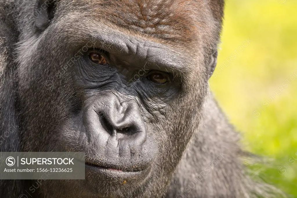 Close-up of a Silverback Gorilla in North America, USA.