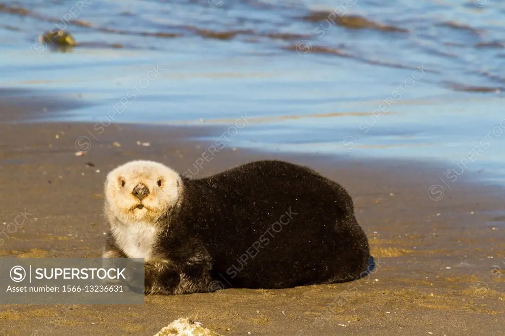 Sea Otter on the beach in Moss Landing, California, USA.
