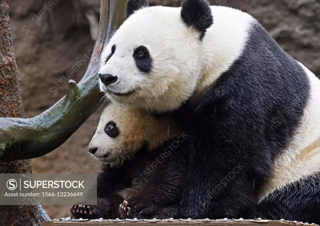 Giant Panda cub and its mother sitting close together in the rain in North America, USA.