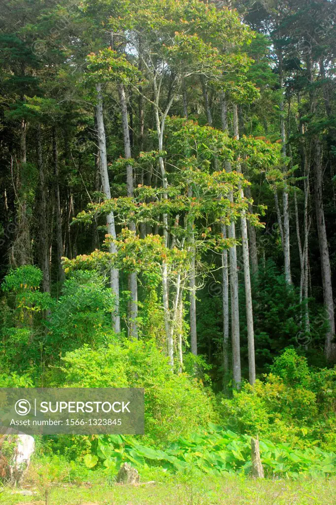 Pine forest, San Eusebio, Merida, Venezuela