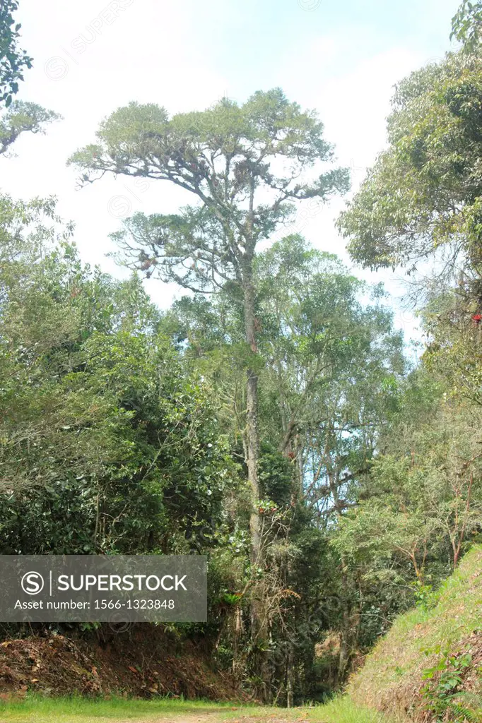 Endemic vulnerable tree Retrophyllum rospigliosii, San Eusebio Cloud Forest Merida Venezuela.