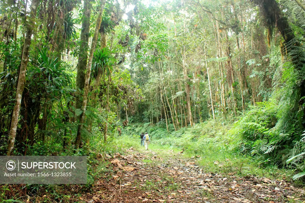 Backpacker, San Eusebio Cloud Forest Merida Venezuela