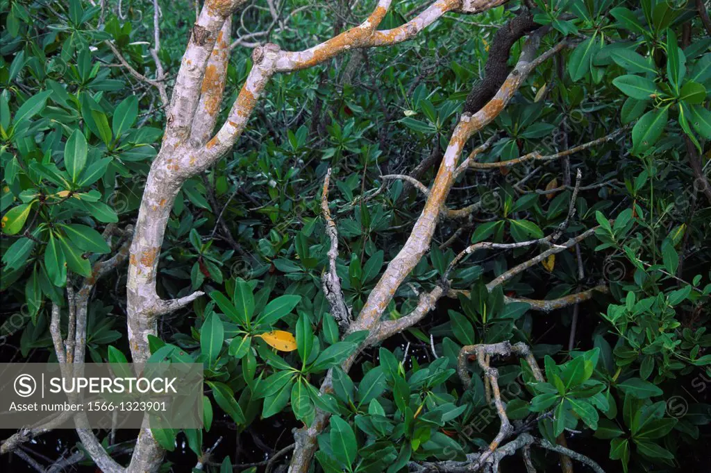 Mangrove on Mangrove Trail, John Pennekamp Coral Reef State Park, Florida.