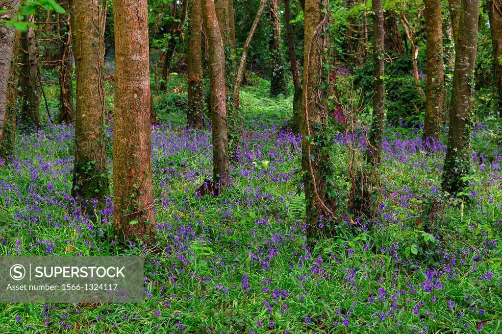 Bluebells, Hyacinthoides non-scripta in full bloom in Tudenham wood, Mullingar, County Westmeath, Ireland.