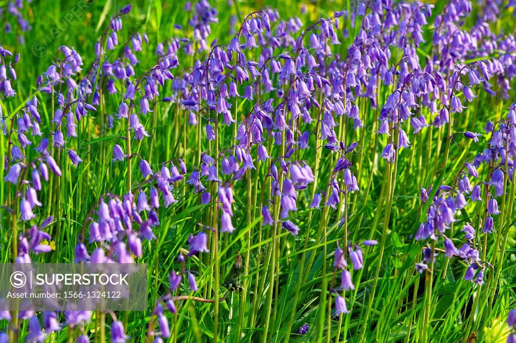 Bluebells, Hyacinthoides non-scripta in full bloom in a garden in County Westmeath, Ireland