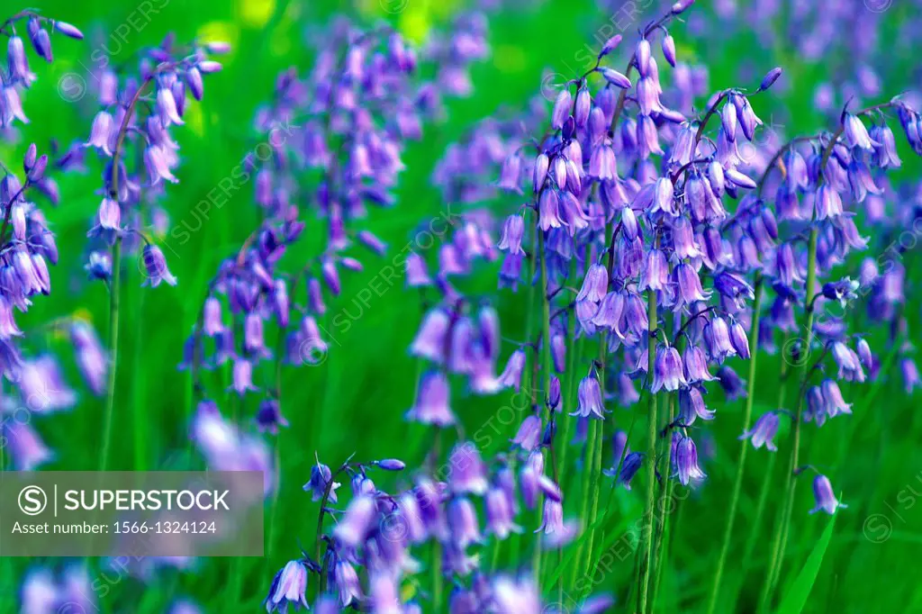 Bluebells, Hyacinthoides non-scripta in full bloom in a garden in County Westmeath, Ireland