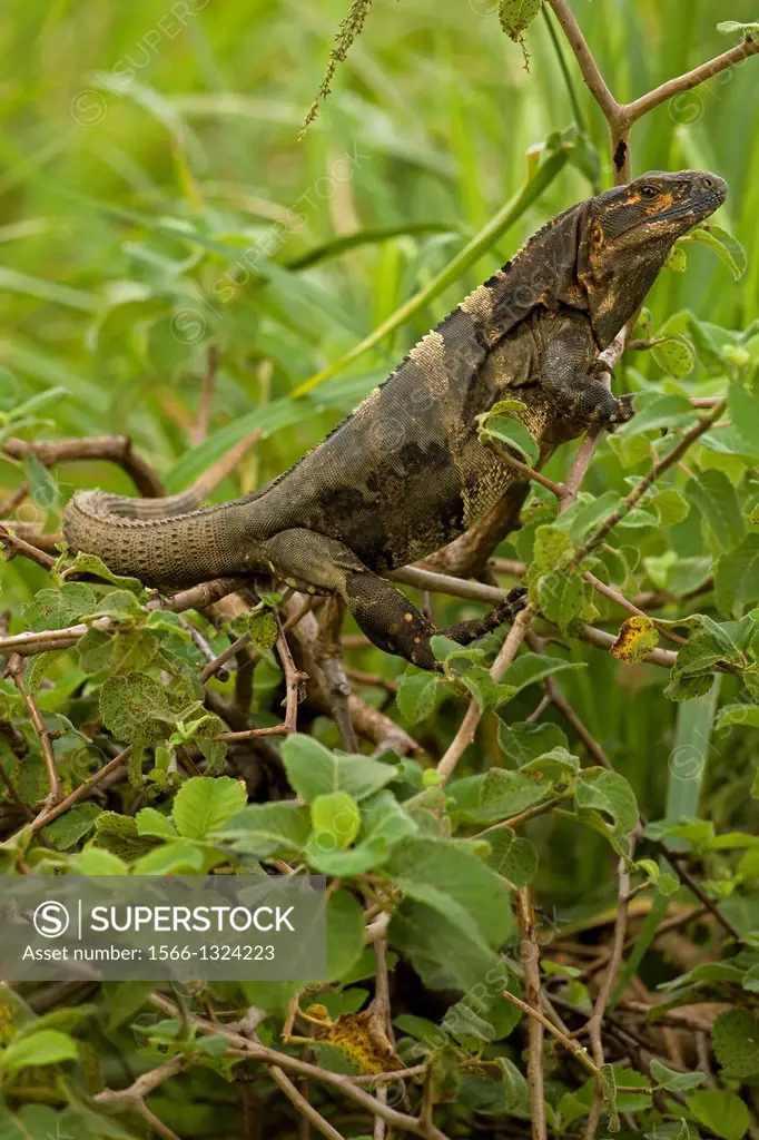 Spiny-tailed Iguana - (Ctenosaura similis) - Costa Rica - Tropical dry forest - Santa Rosa National Park.