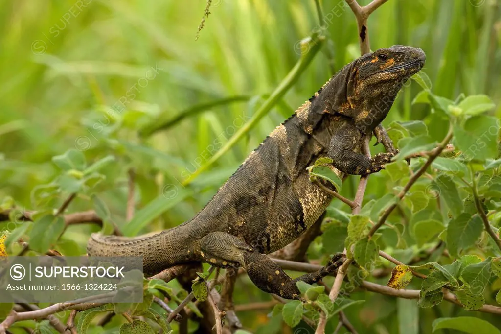 Spiny-tailed Iguana - (Ctenosaura similis) - Costa Rica - Tropical dry forest - Santa Rosa National Park.