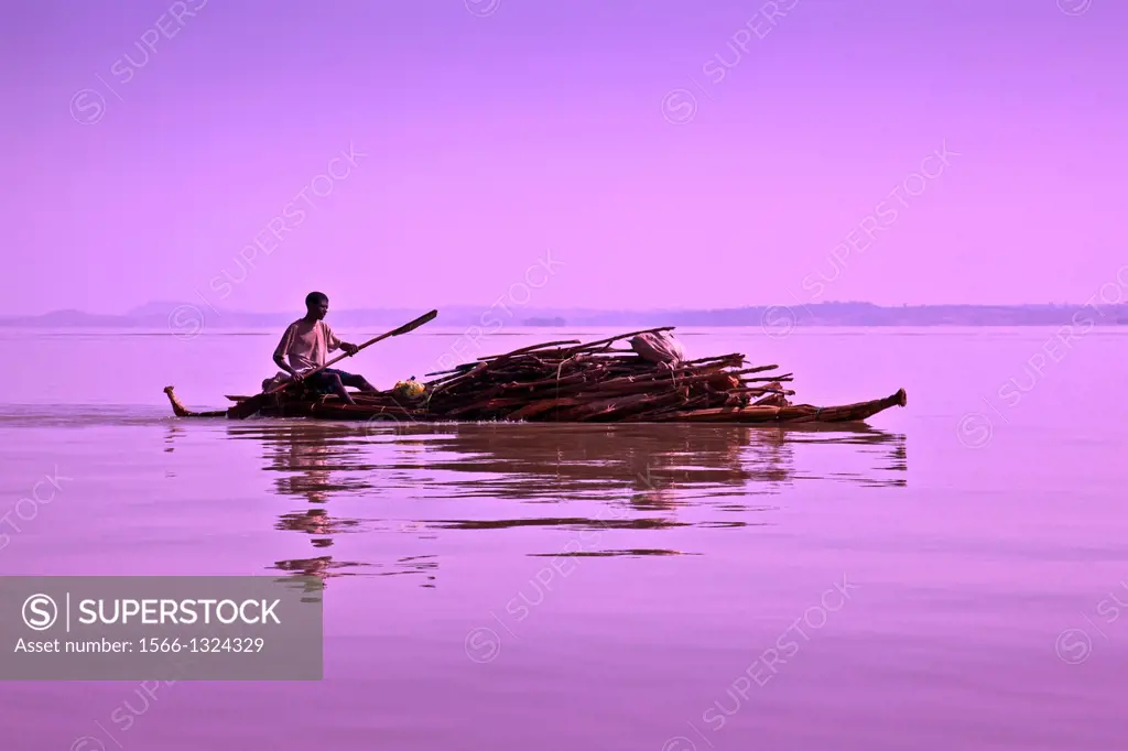 A local man transports wood across Lake Tana by Tankwa (Papyrus Boat), from the Zege Peninsular to Bahir Dar, Lake Tana, Ethiopia.