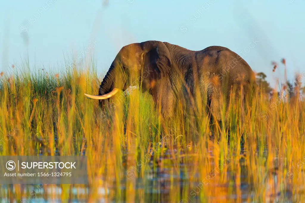 AFRICAN ELEPHANT (Loxodonta ), Okavango Delta, Botswana, Africa.