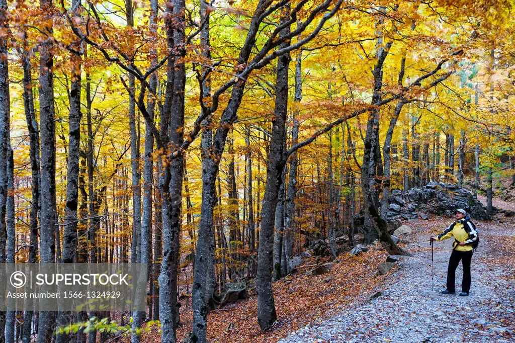 Woman and deciduous forest in autumn.