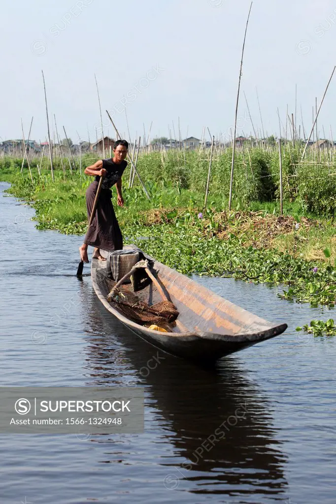 Floating gardens, Leg-rower, Inle Lake, Shan states, Burma