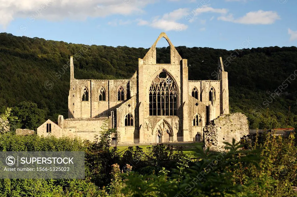 Tintern Abbey in the Wye Valley, Monmouthshire, Wales, UK. Cistercian Christian monastery founded 1131. Summer evening sunshine.