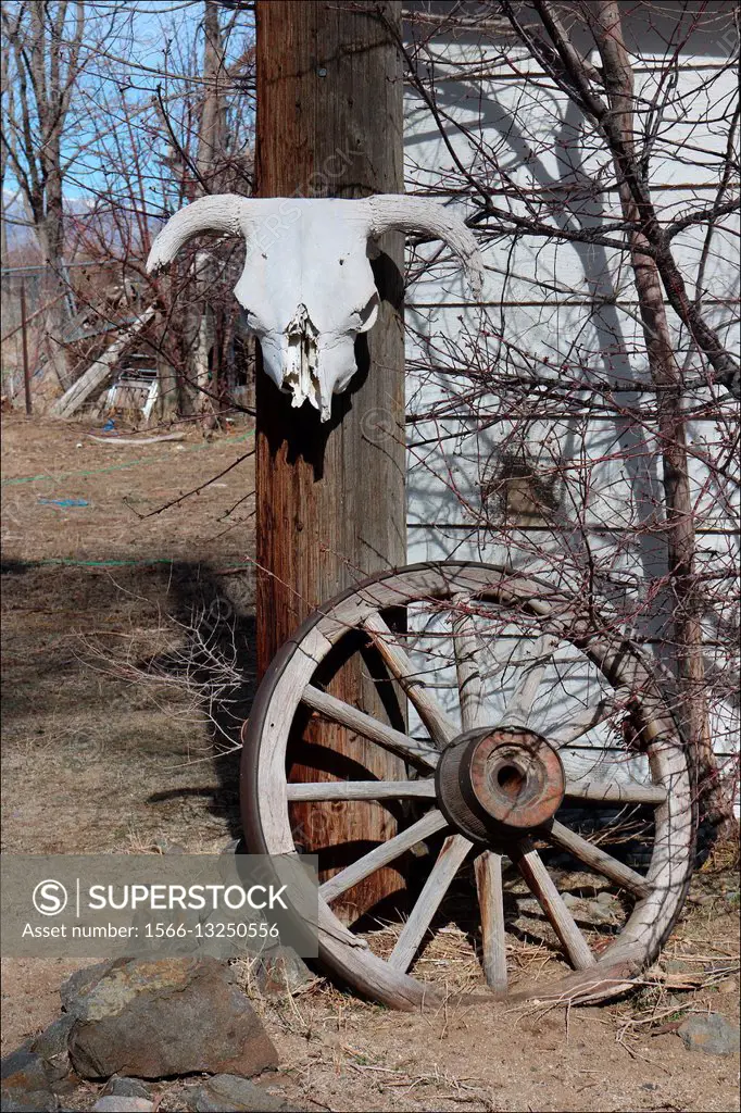An old cow skull and an old wagon wheel decorate the yard of an old ranch in Minden, Nevada, USA