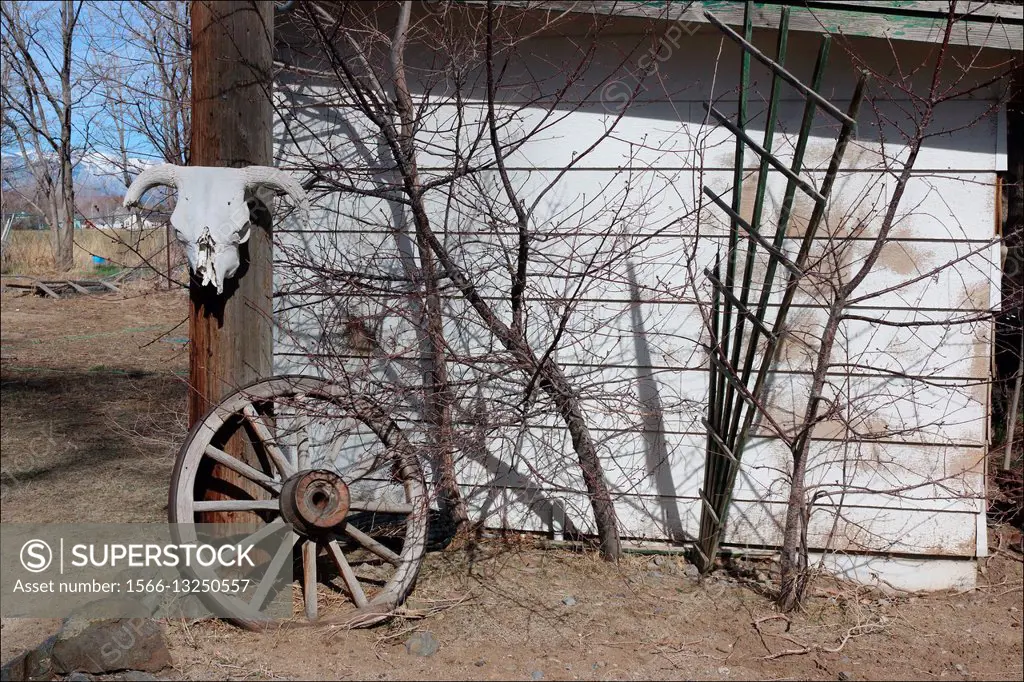 An old cow skull and an old wagon wheel decorate the yard of an old ranch in Minden, Nevada, USA