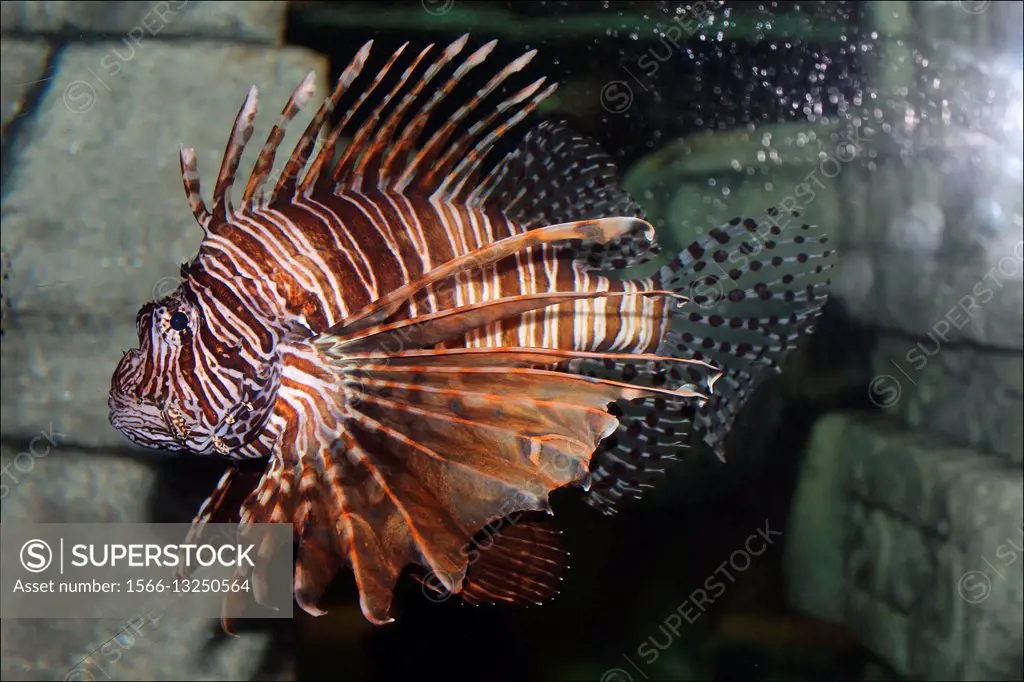 Close up of a lionfish in an aquarium at the Aquarium Of The Americas located in New Orleans, Louisiana, USA