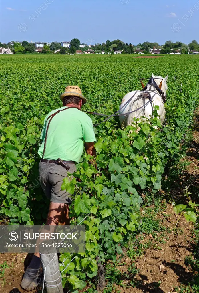 horse drawn ploughing of the plot vineyard, Beaune , Cote de Beaune , Cote d´Or , Burgundy, France.