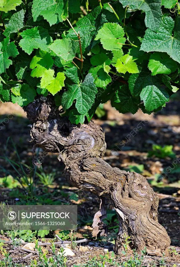 single mature bush of vine plant, vineyard, Beaune, Cote de Beaune, Cote d´Or, Burgundy, France.