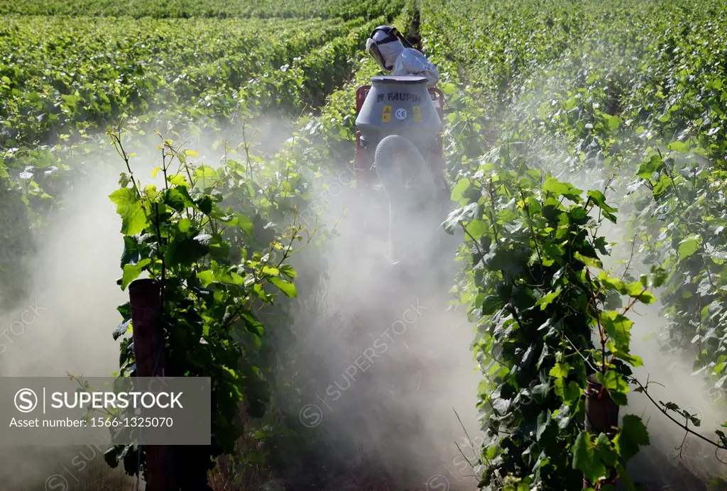 Man in protection clothes and mask spraying pesticide with help of agricultural machine in a vineyard, Beaune , Cote de Beaune , Cote d´Or , Burgundy,...
