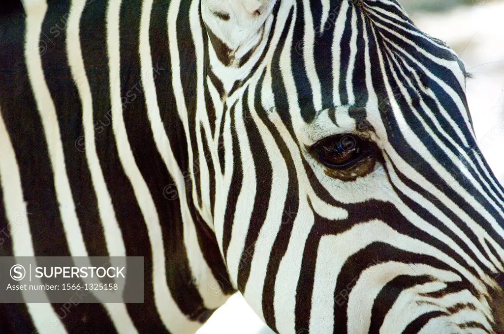 Zebra (Equus, quagga).
