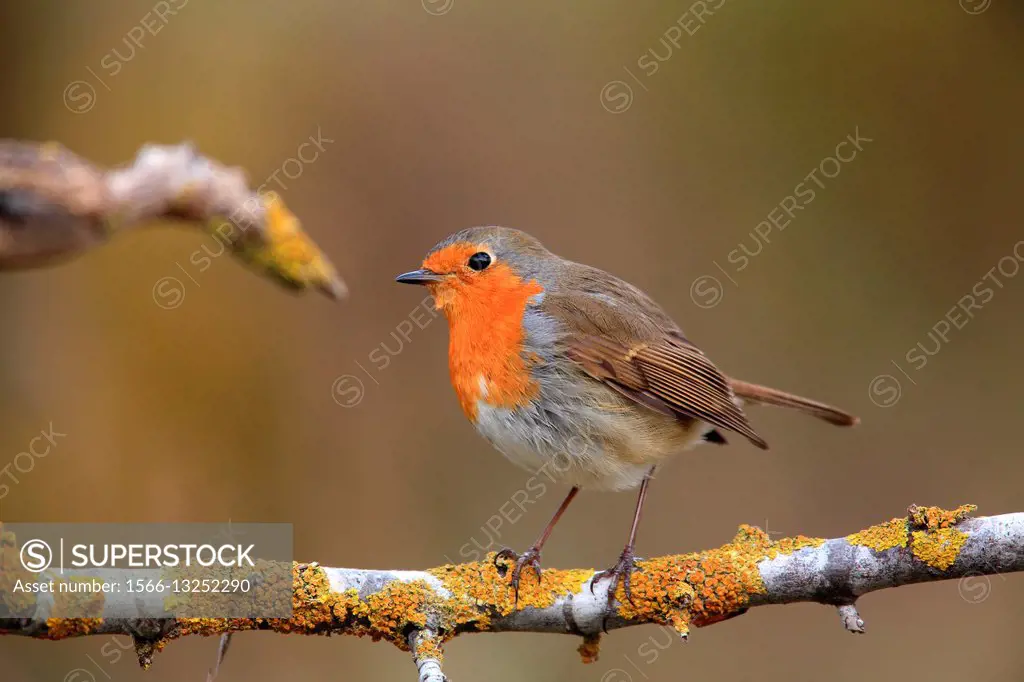 Robin (Erithacus rubecula) in the region of the Manchuela. Cuenca.