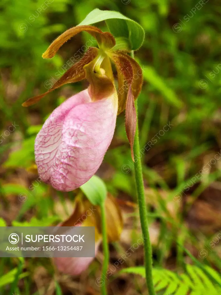 Pink Lady´s Slipper orchid