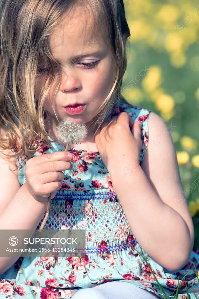 a 3 year old girl is blowing a dandelion clock.