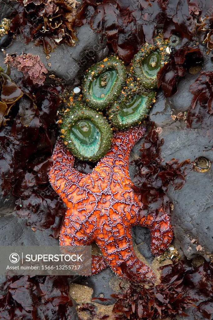 Ochre starfish, Roads End State Park, Lincoln City, Oregon.