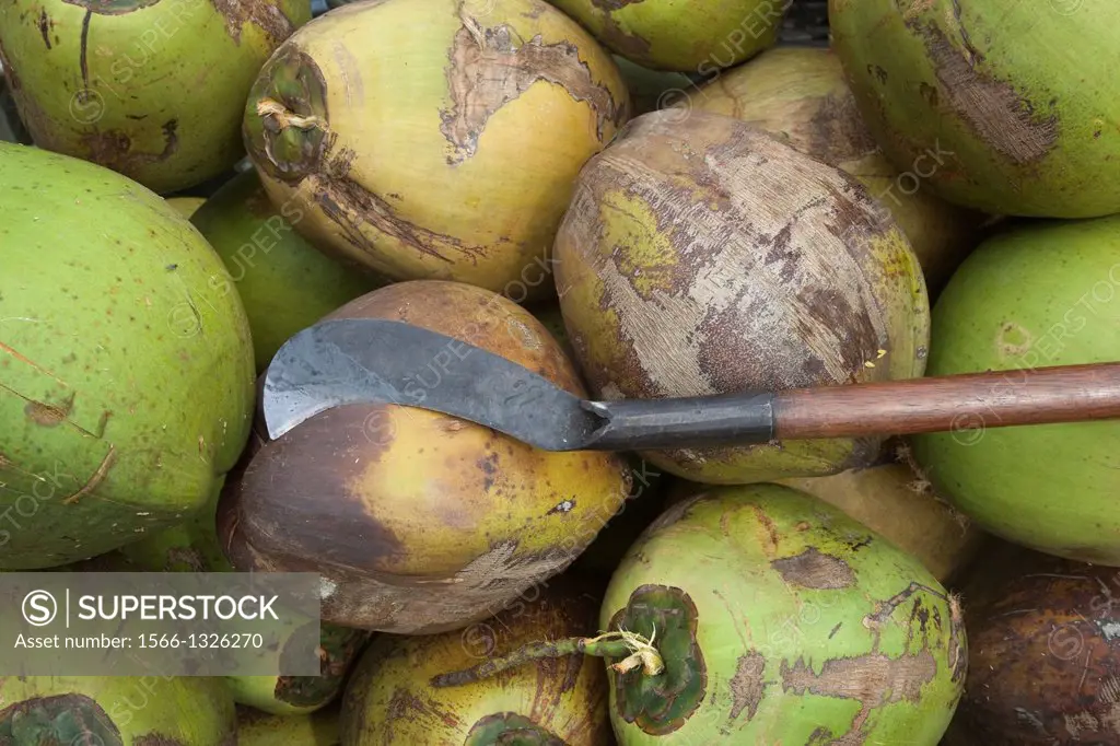 Harvested coconuts with hand tool, Thailand
