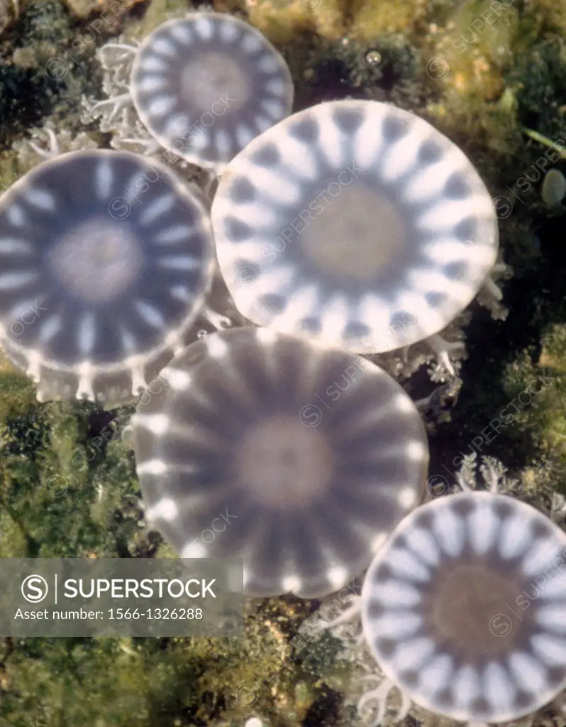 Jellyfish Casseopeia, Florida, USA