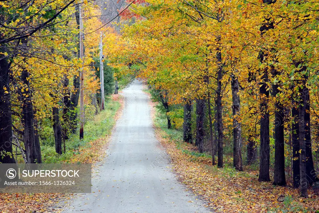 Vermont New England USA fall foliage mountain road with colorful leaves VT.
