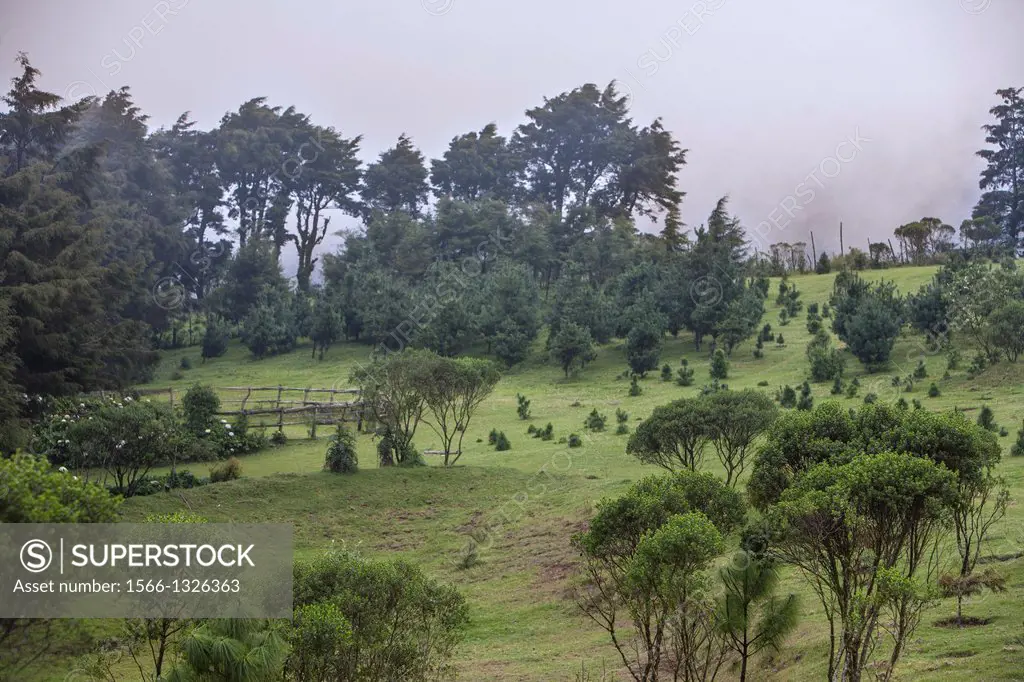 Guatemala, Finca Neblina.