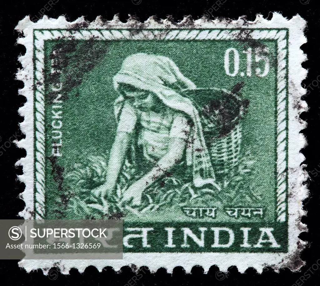 Tea Picking, postage stamp, India, 1965