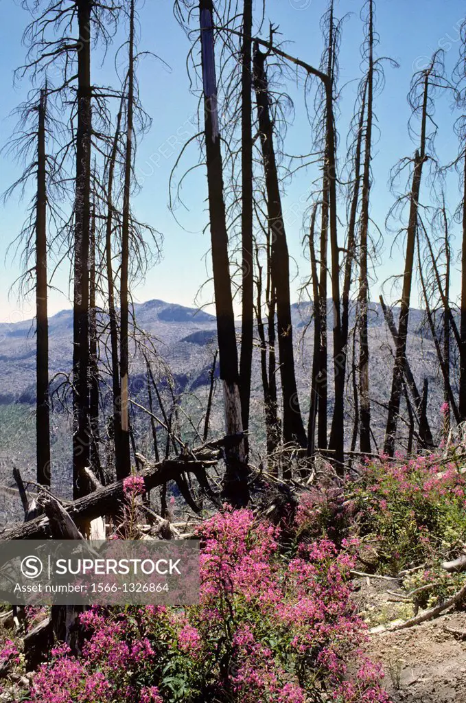USA, WASHINGTON STATE, MT. ST. HELENS NATIONAL VOLCANIC MONUMENT, OLD DEAD TREES & NEW WILDFLOWER GROWTH--FIREWEED IN 1986.