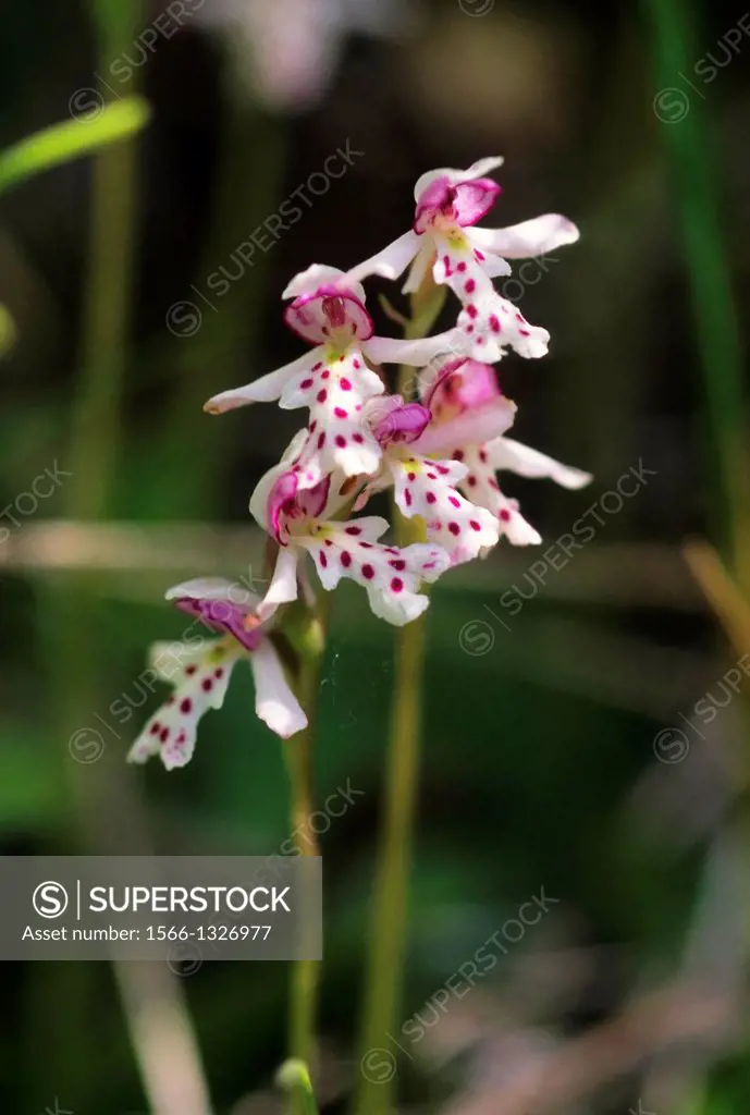 CANADA,ALBERTA,ROCKY MOUNTAINS, BANFF NATIONAL PARK, ROUND-LEAVED ORCHID (Orchis rotundifolia Banks).