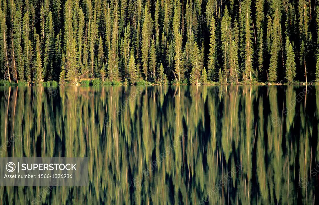 CANADA,ALBERTA,ROCKY MOUNTAINS, BANFF NATIONAL PARK, LODGEPOLE PINE TREES REFLECTING IN LAKE LOUISE.