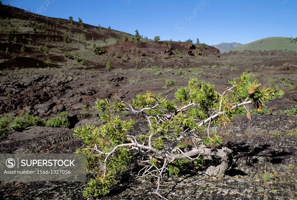 USA, IDAHO, CRATERS OF THE MOON NATIONAL MONUMENT, LIMBER PINE.