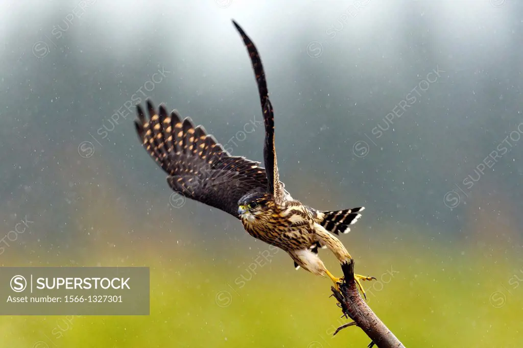 Merlin (Falco columbarius) flying off a branch, Lake Clark National Park, Alaska, United States of America.