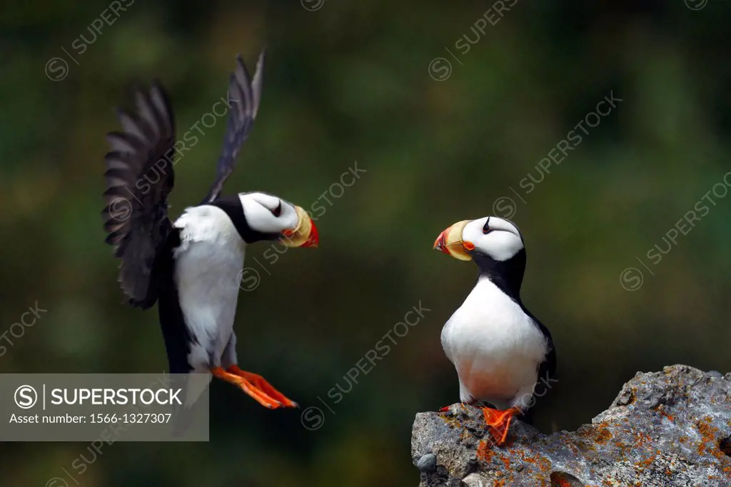 Horned Puffin (Fratercula corniculata) sitting on a rock watching another puffin attempt to land, Duck Island, Tuxedni Wilderness, Alaska Maritime Nat...