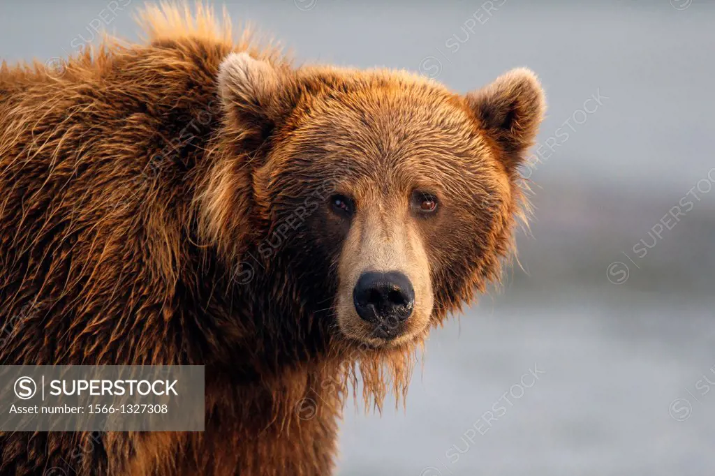 North American brown bear / coastal grizzly bear (Ursus arctos horribilis) sow fishes in Silver Salmon Creek, Lake Clark National Park, Alaska, United...